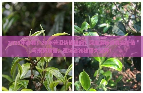 20年的普洱茶值钱吗吗