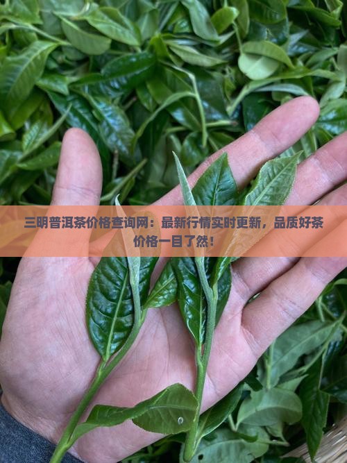 三明普洱茶价格查询网