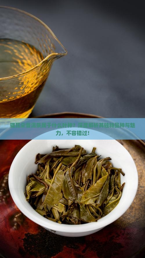 猫耳朵普洱茶属于什么叶种
