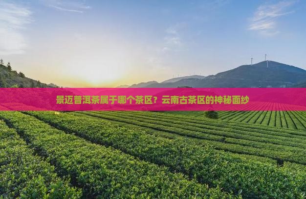 景迈普洱茶属于哪个茶区