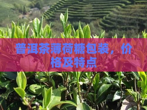 普洱茶薄荷糖独立包装