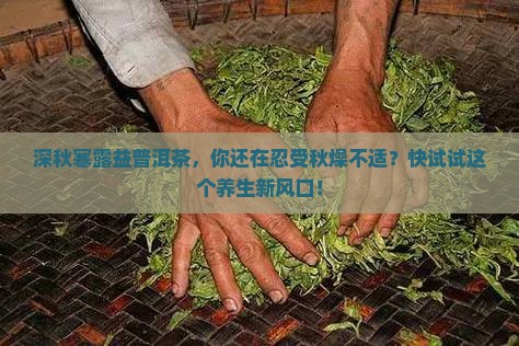 深秋寒露益普洱茶