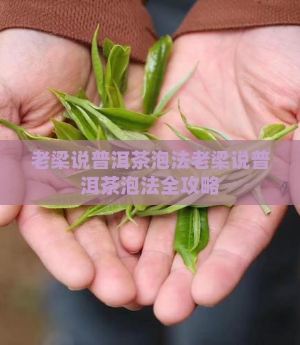老梁说普洱茶泡法