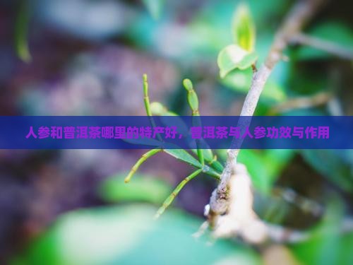 人参和普洱茶哪里的特产
