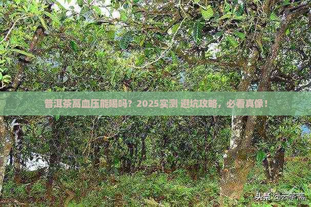 普洱茶高血压能喝吗