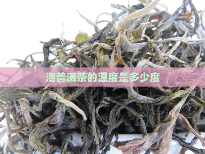 泡普洱茶的温度是多少度