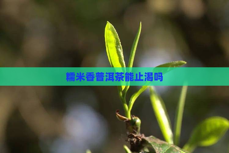 糯米香普洱茶能止渴吗