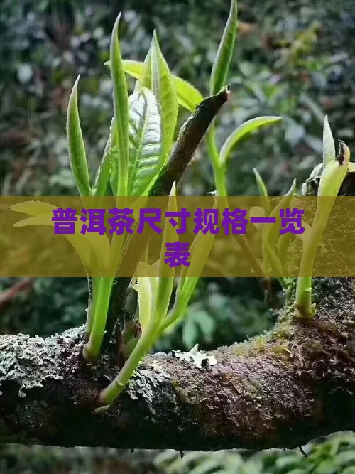 普洱茶规格一览表