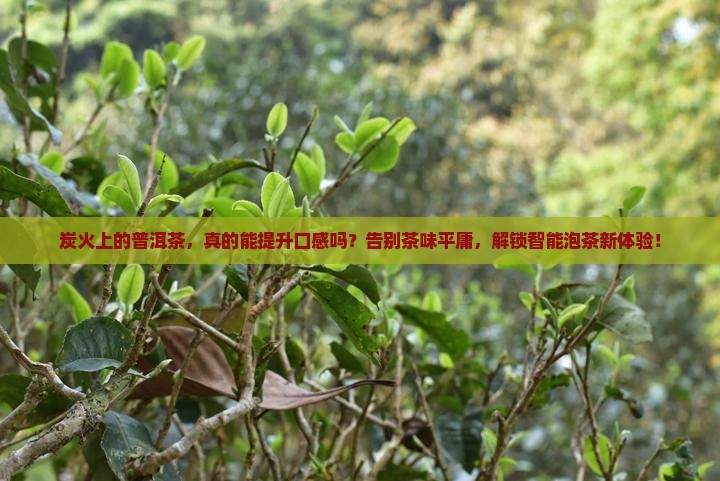 炭火上的普洱茶