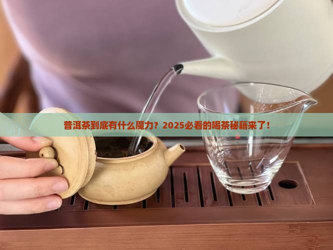 普洱茶快速了解