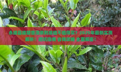 永德县德胡普洱茶