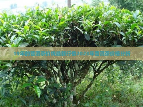 19年的普洱茶价钱