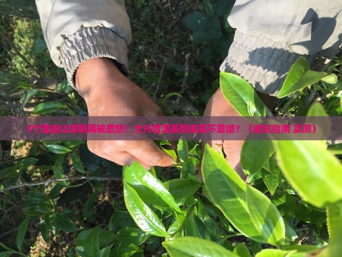 大兴普洱茶品牌