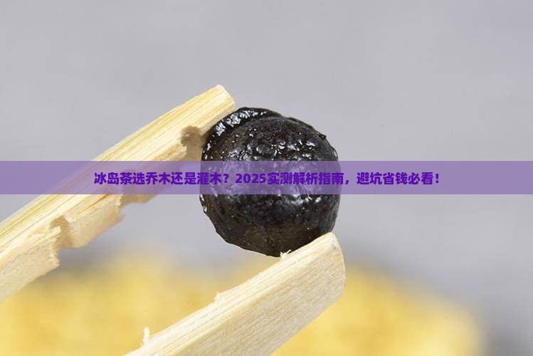 冰岛茶乔木好还是灌木好