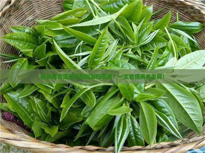 岩茶和普洱茶区别