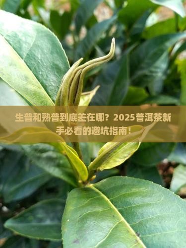普洱茶中生熟的区别