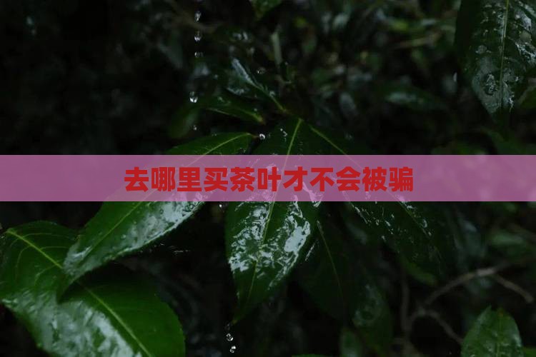 去哪里买茶叶不会被骗