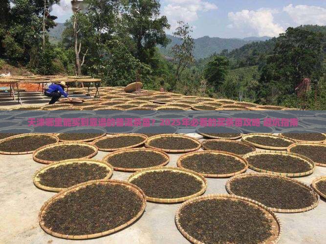 天津市哪里买普洱茶苗的