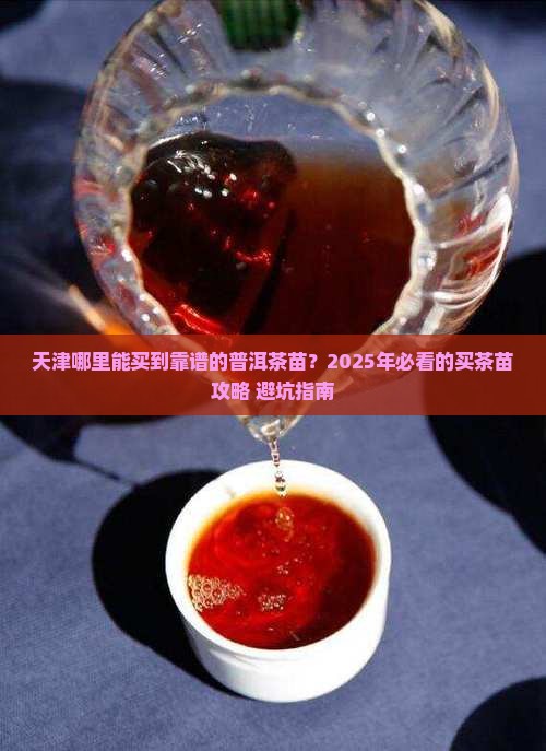 天津市哪里买普洱茶苗的