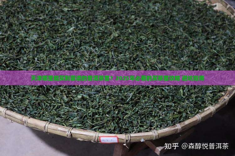 天津市哪里买普洱茶苗的