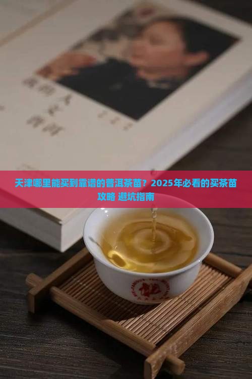 天津市哪里买普洱茶苗的