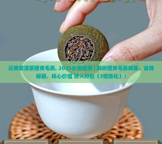 云南普洱茶晒青毛茶