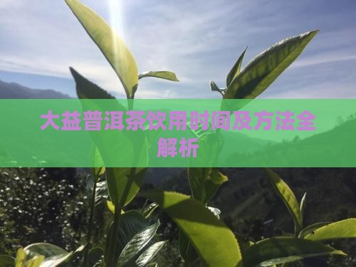 大益普洱茶饮用时间及方法全解析