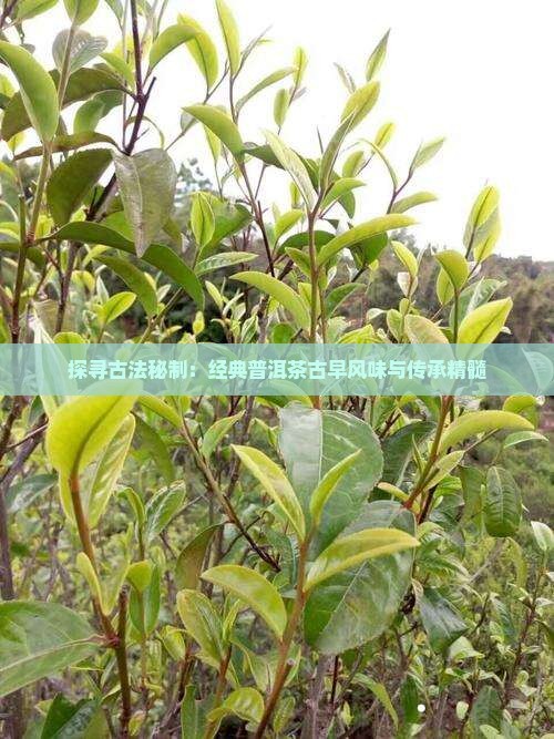 探寻古法秘制：经典普洱茶古早风味与传承精髓