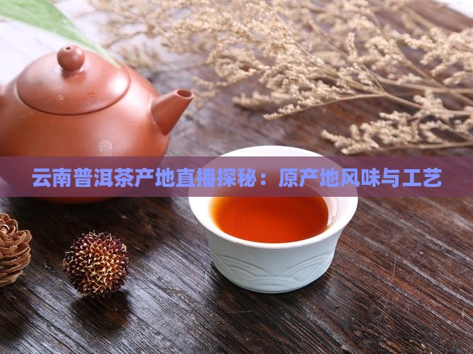 云南普洱茶产地直播探秘：原产地风味与工艺