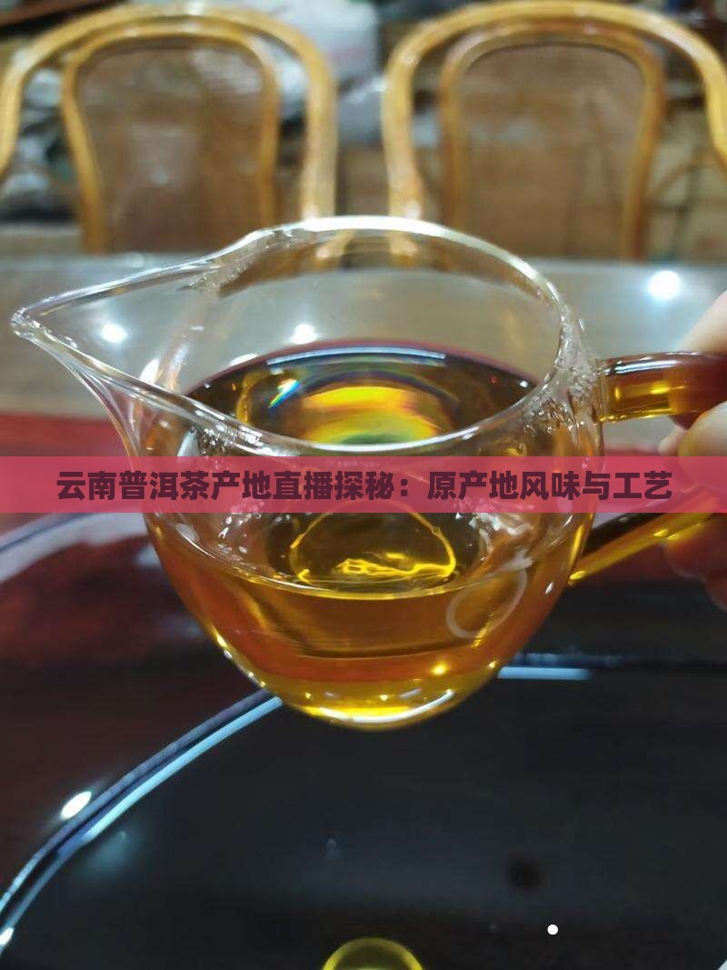 云南普洱茶产地直播探秘：原产地风味与工艺
