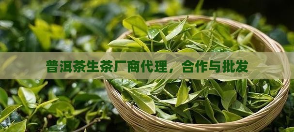 普洱茶生茶厂商代理，合作与批发