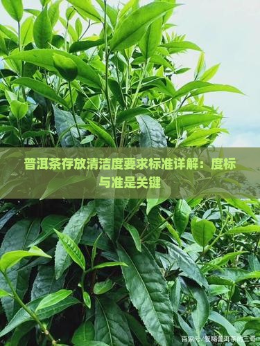 普洱茶存放清洁度要求标准详解：度标与准是关键