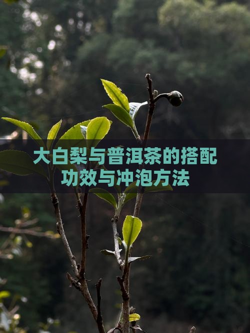 大白梨与普洱茶的搭配功效与冲泡方法