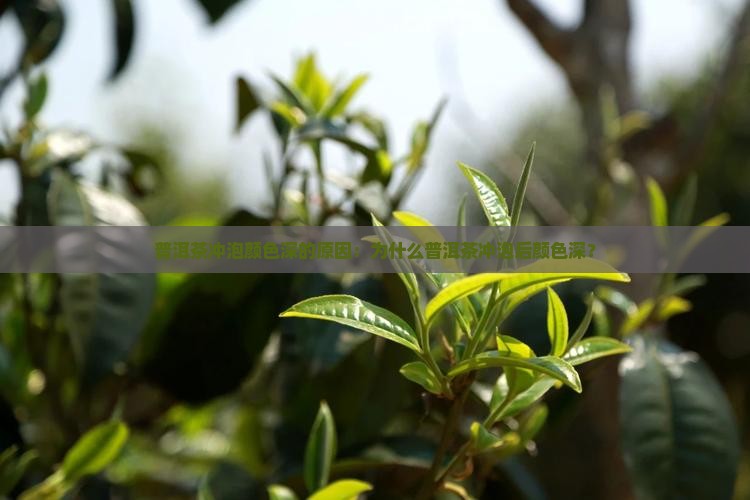 普洱茶冲泡颜色深的原因：为什么普洱茶冲泡后颜色深？