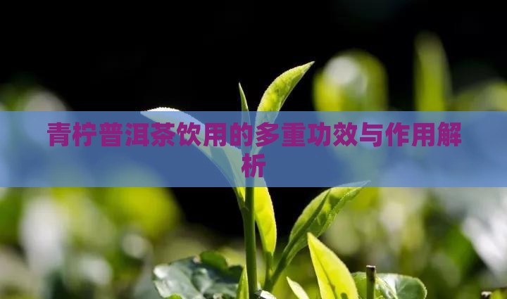 青柠普洱茶饮用的多重功效与作用解析