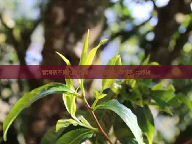普洱茶不同地区仓储特点及价格、要求对比分析