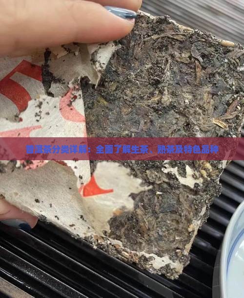 普洱茶分类详解：全面了解生茶、熟茶及特色品种