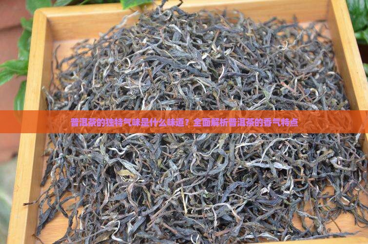 普洱茶的独特气味是什么味道？全面解析普洱茶的香气特点