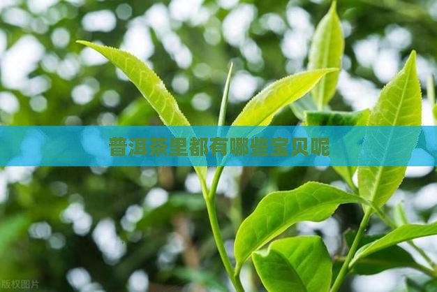 普洱茶里都有哪些宝贝呢