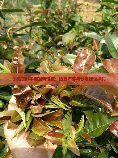小孩子能不能喝普洱茶：适宜年龄与饮用建议探讨