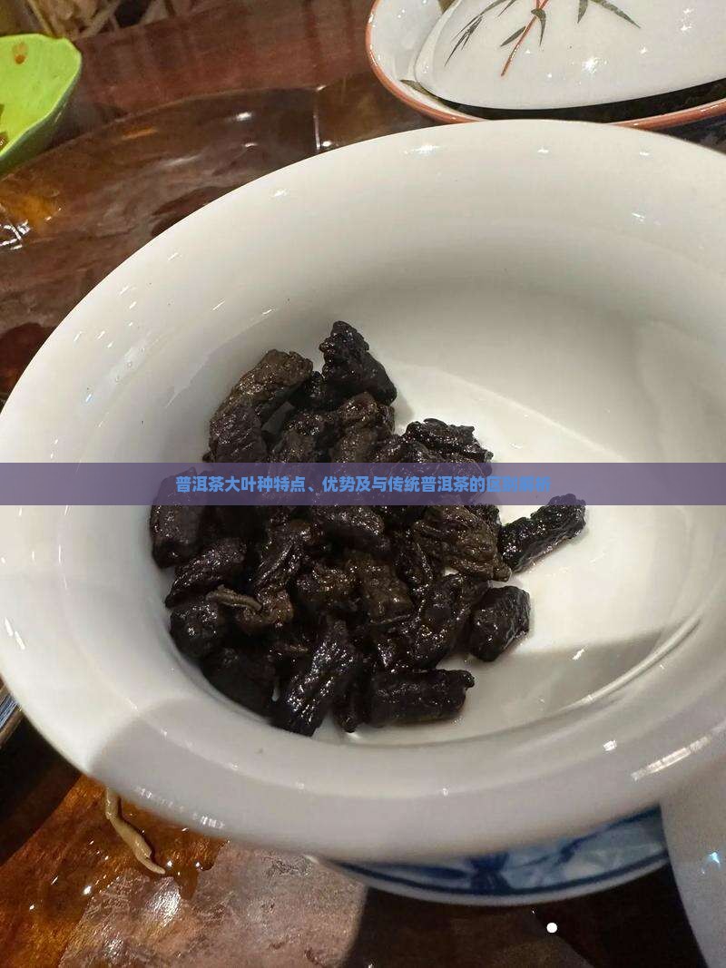 普洱茶大叶种特点、优势及与传统普洱茶的区别解析