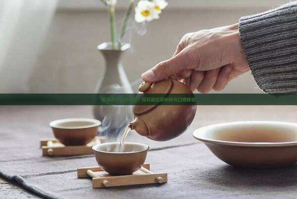 普洱茶什么叶种好：探究最优茶树种与口感体验