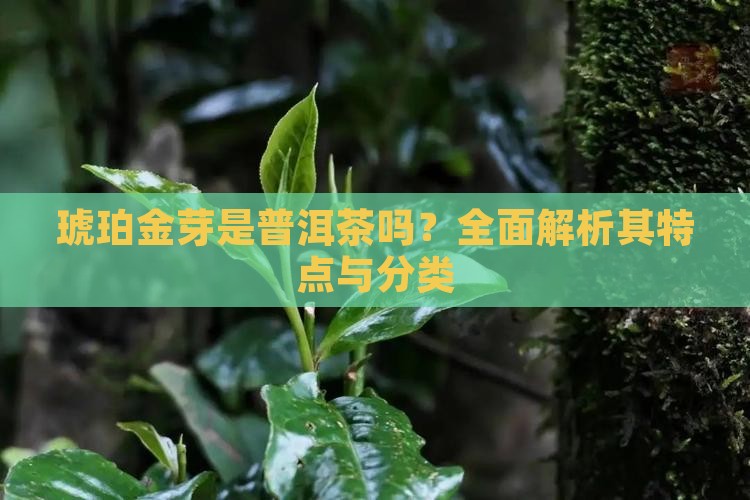 琥珀金芽是普洱茶吗？全面解析其特点与分类