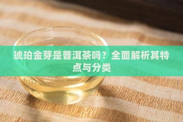 琥珀金芽是普洱茶吗？全面解析其特点与分类