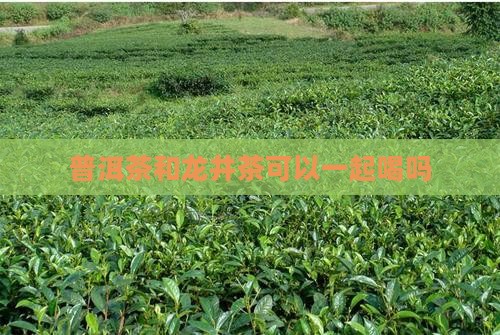 普洱茶和龙井茶可以一起喝吗