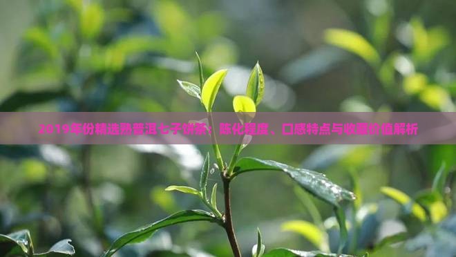 2019年份精选熟普洱七子饼茶：陈化程度、口感特点与收藏价值解析