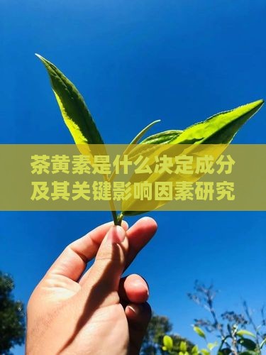 茶黄素是什么决定成分及其关键影响因素研究