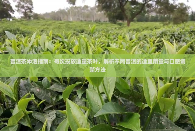 普洱茶冲泡指南：每次投放适量茶叶，解析不同普洱的适宜用量与口感调整方法