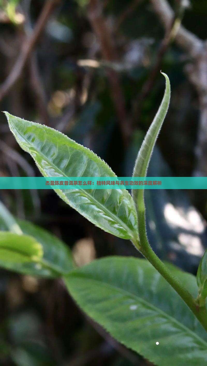 杰盈陈皮普洱茶怎么样：独特风味与养生功效的深度解析