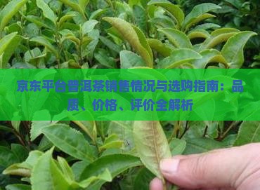 京东平台普洱茶销售情况与选购指南：品质、价格、评价全解析